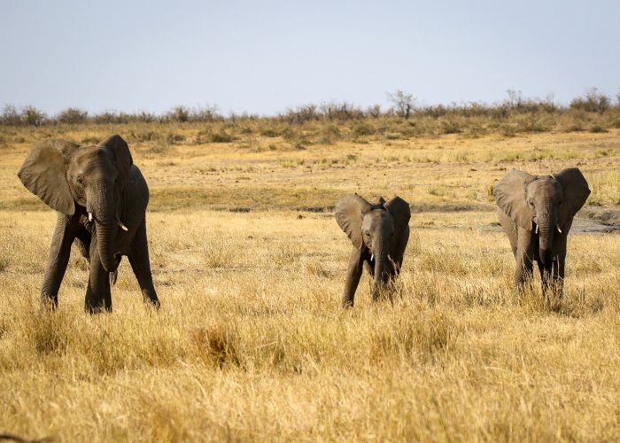 Wildlife in Rustenburg on a getaway Wildlife in Rustenburg on a getaway
